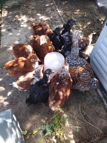 Kuikens (hennen) Orpington - Rhode island red  beschikbaar voor biedingen