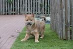 Prachtige shiba inu pups, Dieren en Toebehoren, Honden | Poolhonden, Keeshonden en Oertypen, België, Overige rassen, CDV (hondenziekte)