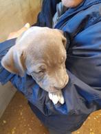 am stafford pups, Dieren en Toebehoren, België, Fokker | Hobbymatig, 8 tot 15 weken, American Staffordshire Terriër