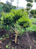 Buxus boompje mt vertakkingen, 25 jaar oud, Tuin en Terras, Ophalen