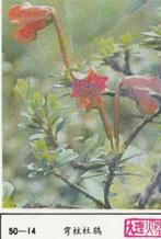 lucifermerk luciferetiket #203 bloemen (50-14), Boîtes ou marques d'allumettes, Envoi, Neuf