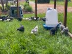 Leghorn haantjes kleurenmix, Dieren en Toebehoren, Pluimvee