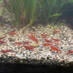 12 red cherry neocaridina garnalen, Kreeft, Krab of Garnaal, Zoetwatervis, Schoolvis
