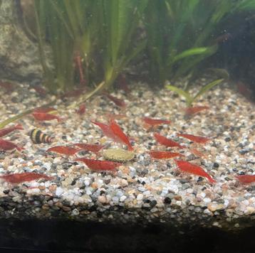 12 red cherry neocaridina garnalen beschikbaar voor biedingen