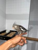 EAM kakkerlak (LUIK), Dieren en Toebehoren