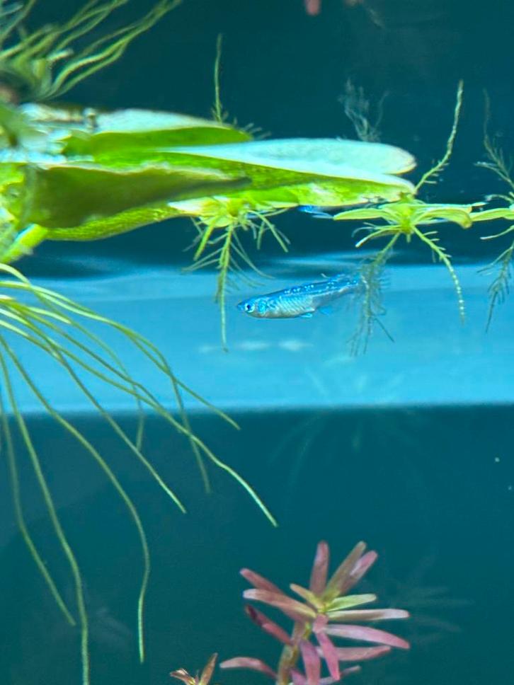 Medaka, Dieren en Toebehoren, Vissen | Aquariumvissen, Zoetwatervis, Vis, Schoolvis