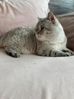 Britse korthaar, Dieren en Toebehoren, 0 tot 2 jaar