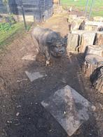 Göttinger varken eenzaam, Dieren en Toebehoren, Augustus, Meerdere dieren