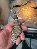 Uromastyx thomasi 0.0.3, Dieren en Toebehoren, Reptielen en Amfibieën