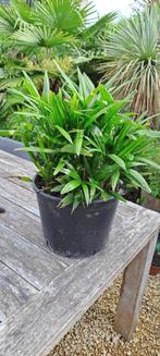 palmboom, Jardin & Terrasse, Plantes | Arbres, En pot, Enlèvement, Palmier, Moins de 100 cm