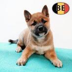 Shiba Inu-puppy’s met natuurlijke charme te koop, Dieren en Toebehoren, België, 15 weken tot 1 jaar, CDV (hondenziekte), Meerdere