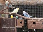 Grasparkieten, Dieren en Toebehoren, Geringd