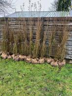 Ligustrum, Tuin en Terras, Ophalen of Verzenden