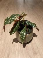 Stippenplant / Polkadot - Begonia Maculata, Huis en Inrichting, Kamerplanten, Ophalen