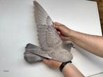 Speciale kleurpostduif opaal spread, Dieren en Toebehoren