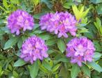 Rhododendron ponticum of wilde rododendron, Ophalen, Rhododendron