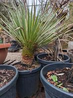 Yucca rostrata, Ophalen