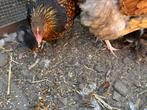 Kuikens, Dieren en Toebehoren, Pluimvee, Geslacht onbekend, Kip
