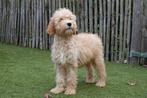 Prachtige Goldendoodle pup, Dieren en Toebehoren, België, Overige rassen, CDV (hondenziekte), 8 tot 15 weken