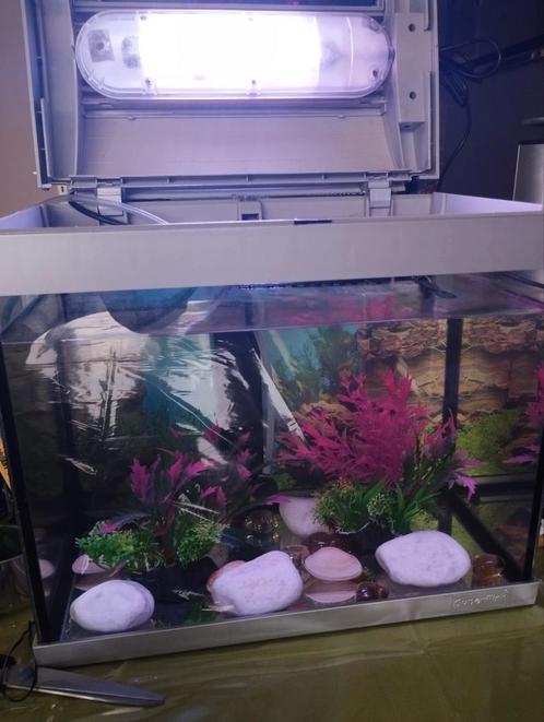 Aquarium complet ( + tous ses accessoires) + poisson+, Animaux & Accessoires, Poissons | Aquariums & Accessoires, Comme neuf, Enlèvement ou Envoi