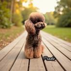 Toy poedel dekreu | 26cm | choco | FCI | volledig getest, Dieren en Toebehoren, België, Fokker | Hobbymatig, Reu, 1 tot 2 jaar