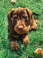 Ruwharige Kaninchenteckel pups met stamboom, Kaninchen, België, Fokker | Hobbymatig, 8 tot 15 weken
