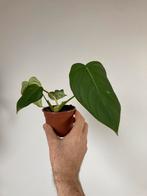 Philodendron mcdowell, Ophalen