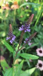 Verbena hastata zaailing, O,75 cent, lees beschrijving, Tuin en Terras, Planten | Tuinplanten, Volle zon, Vaste plant, Zomer, Ophalen