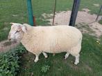 Groot schaap, reu, 7 maanden, Mannelijk, Schaap, 0 tot 2 jaar