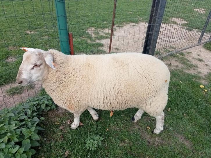 Groot schaap, reu, 7 maanden, Dieren en Toebehoren, Schapen, Geiten en Varkens, Schaap, Mannelijk, 0 tot 2 jaar