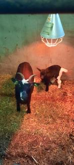 dwerggeitje, Dieren en Toebehoren, Vrouwelijk, Geit, 0 tot 2 jaar