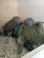 Halsband parkiet, Dieren en Toebehoren, Parkiet, Geringd