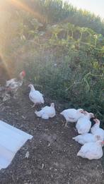 Vleeskippen, Dieren en Toebehoren