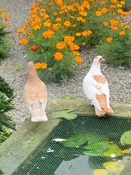 Koppel mooie sierduifjes, Dieren en Toebehoren, Vogels | Duiven, Overige soorten
