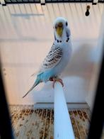 Texas clearbody grasparkiet pop, Dieren en Toebehoren, Vogels | Parkieten en Papegaaien