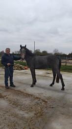 Top D pony zoekt ruiter, Dieren en Toebehoren, Pony's, Met stamboom, Ruin, Springpony, 3 tot 6 jaar