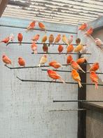 Rod kanaries te koop