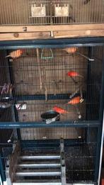 Kanarie-geringd 2025. Koppel, Dieren en Toebehoren, Meerdere dieren, Kleurkanarie