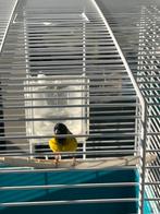 Zwartkop sijs, Mannelijk, Geringd