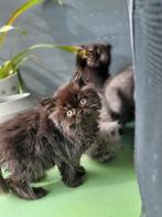 Chatons britanniques à poil long, Plusieurs animaux, Vermifugé, 0 à 2 ans