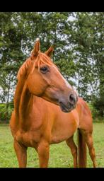 Lieve groen gereden ruin te koop, Dieren en Toebehoren, Gechipt, Ruin, Zadelmak, 3 tot 6 jaar