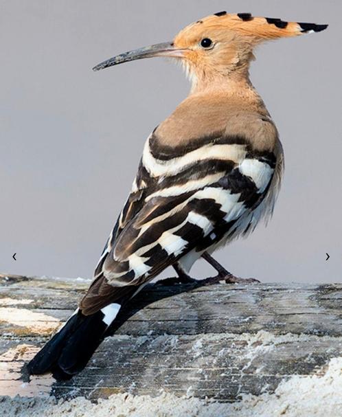 Hoppen, Dieren en Toebehoren, Vogels | Overige Vogels, Geringd