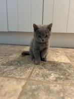 Britse korthaar kitten, Dieren en Toebehoren, Katten en Kittens | Raskatten | Korthaar, Poes, Gechipt, 0 tot 2 jaar