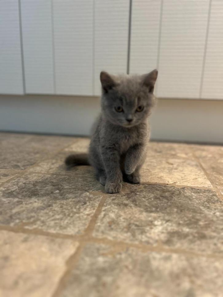 Britse korthaar kitten, Dieren en Toebehoren, Katten en Kittens | Raskatten | Korthaar, Poes, 0 tot 2 jaar, Met stamboom, Gechipt