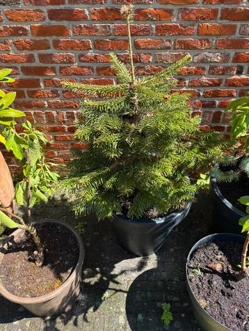 Norman in pot, Tuin en Terras, Ophalen
