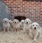 Prachtige sociale golden retriever pups, Golden retriever, België, Fokker | Hobbymatig, 8 tot 15 weken