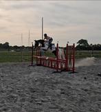 5jarige BWP springmerrie, Merrie, Springpaard, Gechipt, 3 tot 6 jaar