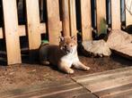 Chiots Shiba Inu avec pedigree et tests de santé de la FCI, Hépatite contagieuse (maladie de Rubarth), Belgique, 8 à 15 semaines