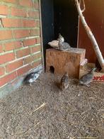 Jumbo kwartels, Dieren en Toebehoren, Mannelijk