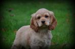 pups Amerikaanse Cocker, Dieren en Toebehoren, België, CDV (hondenziekte), 8 tot 15 weken, Meerdere